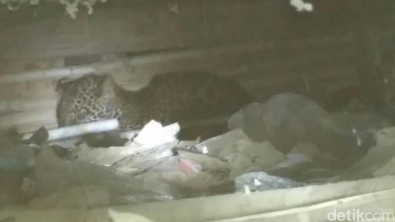 Macan Tutul Ngumpet di Kolong Rumah Warga Sukabumi