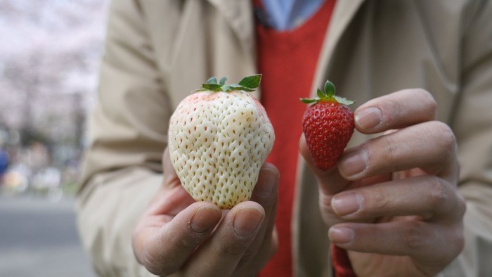 Ini 6 Fakta Buah Strawberry Putih yang Berharga Fantastis