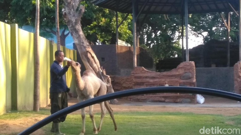 Protes Nama Anak Unta, FPI Geruduk Kebun Binatang Surabaya