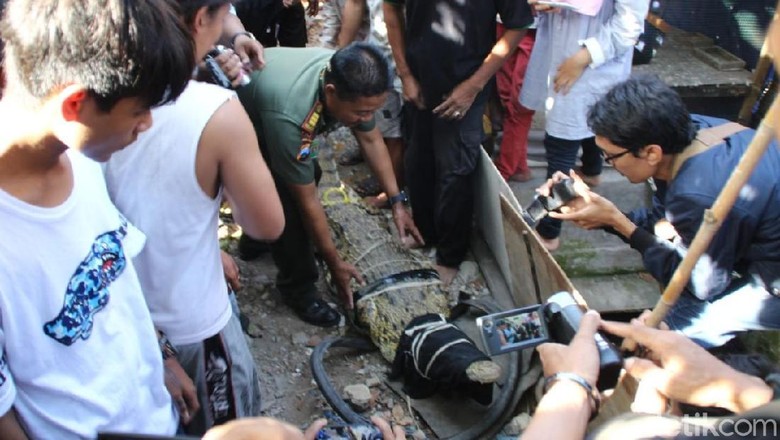 Tetes Air Mata Buaya Pon-pon Sebelum Dievakuasi BKSDA