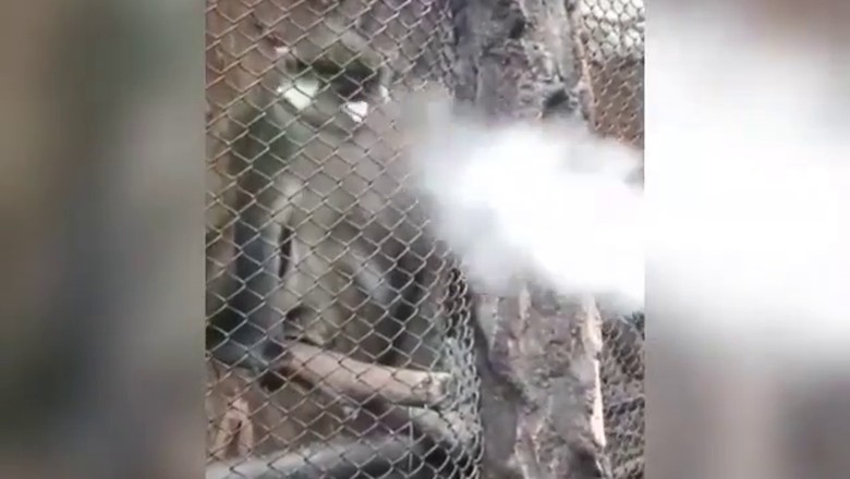 Pria yang Ngaku Asapi Monyet dengan Vapor Minta Maaf