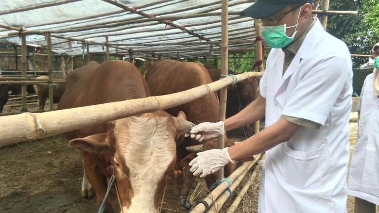 Pengecekan Hewan Kurban di TB Simatupang Sempat Diprotes Pedagang