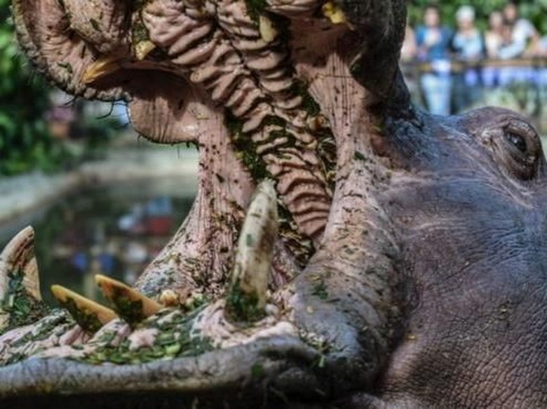 turis-asal-china-tewas-digigit-kuda-nil-di-kenya