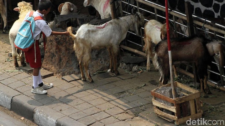 ada-trotoar-di-dki-yang-diperbolehkan-untuk-jualan-hewan-kurban