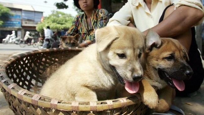 surat-edaran-kementan-daging-anjing-bukan-pangan