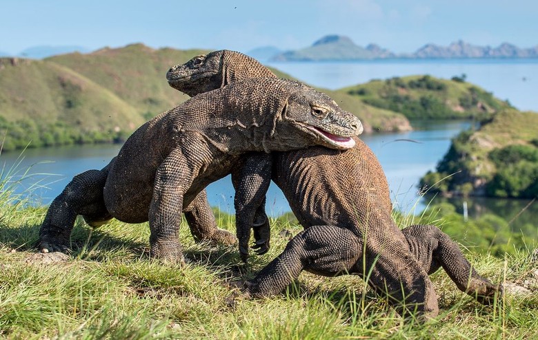 Dilema Taman Nasional Komodo : Tata Kelola dan Wisata