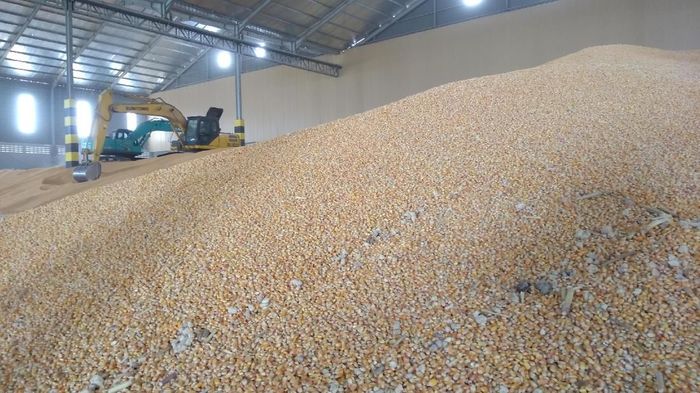 Jokowi Sebut Impor Jagung 2018 hanya 180 Ribu Ton, Faktanya?