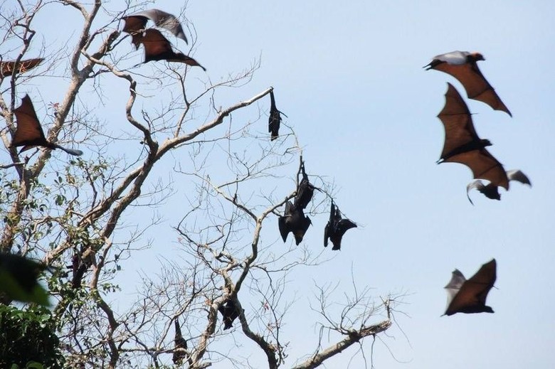 Aktivis Satwa Soroti Perburuan Kalong di Pangandaran