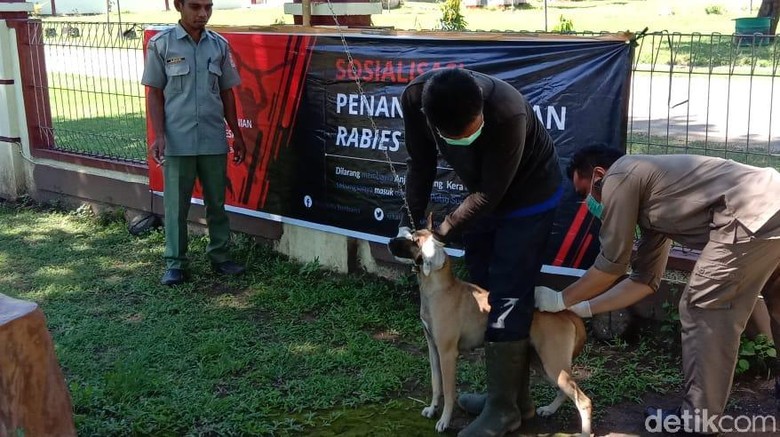 KLB Rabies, Sudah 497 Ekor Anjing Dimatikan di Sumbawa NTB