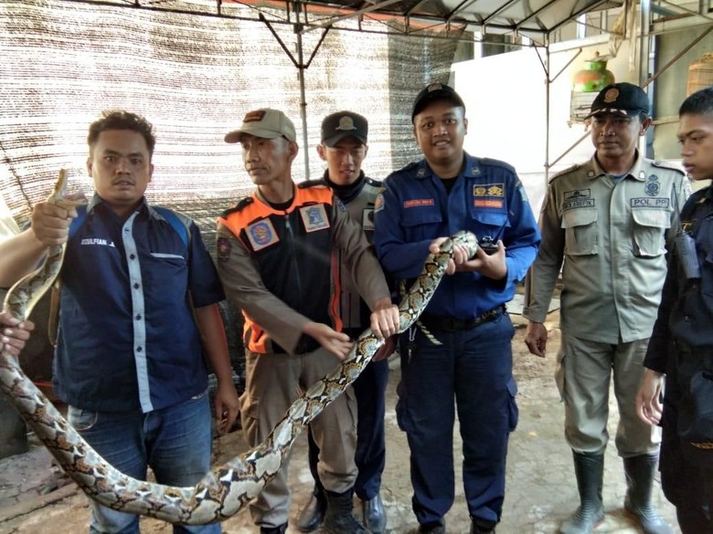 Sanca 3 Meter Pemakan Ternak di Surabaya Akhirnya Ditangkap