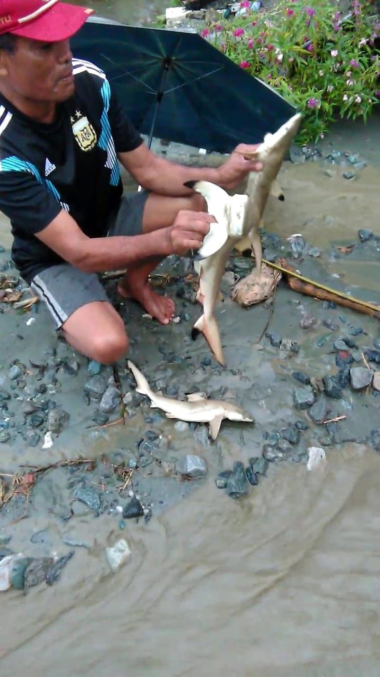 Sentani Tak Terhubung ke Laut, Mengapa Ikan Hiu Bisa 'Nyasar' Saat Banjir?