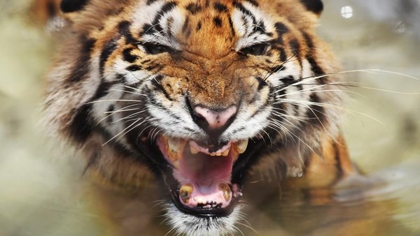 Detik-detik Pelaku Illegal Logging di Siak Tewas Diterkam Harimau