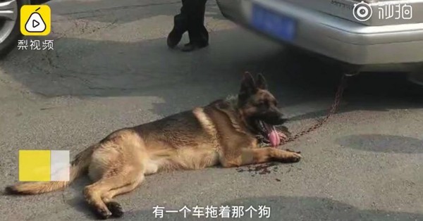 Tega, Pengemudi Ini Seret Anjing di Belakang Mobil