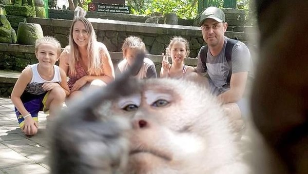 Turis Mau Foto, Ada Monyet Lewat kasih Jari Tengah