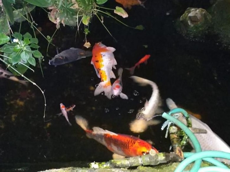 Sedihnya Ariyo Kala Ikan Koi Miliknya Mati sehingga Gugat PLN ke Pengadilan