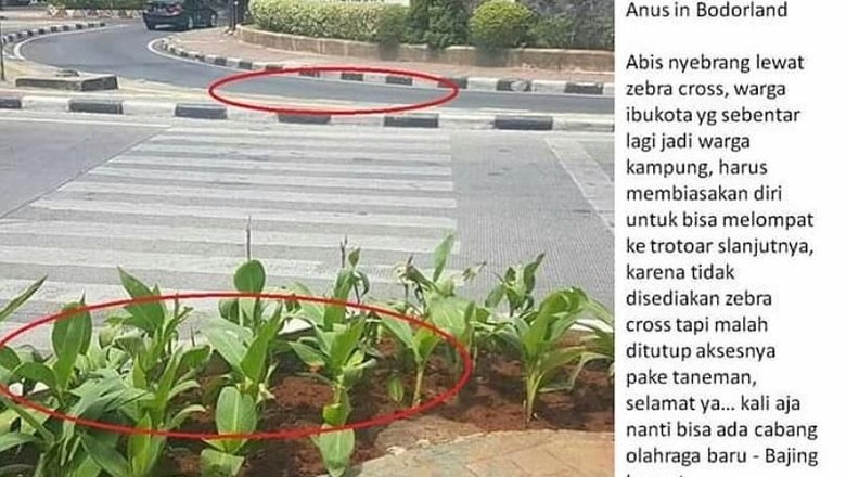 Viral! Trotoar di Jakpus Ini Ditanami Tanaman Bikin Bingung Pejalan Kaki
