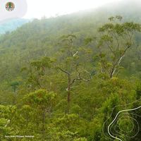 Myzomela Alor, Burung Cantik yang Baru Ditemukan di Pulau Alor NTT