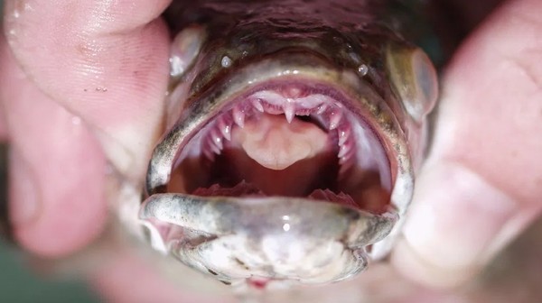 Ikan Monster Muncul di Amerika, Ada Perintah Bunuh di Tempat