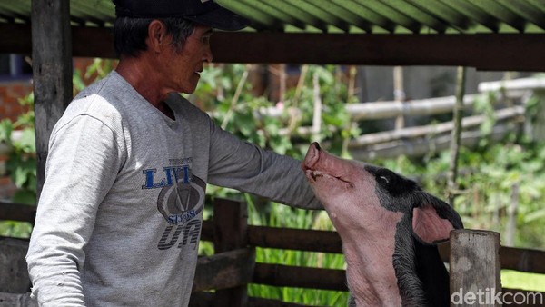 Heboh Anggaran Babi Rp 9 Juta/Ekor di DPR