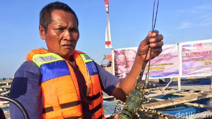 Edhy Prabowo Batalkan Wacana Ekspor Benih Lobster