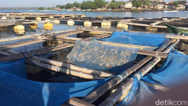 Edhy Prabowo Batalkan Wacana Ekspor Benih Lobster