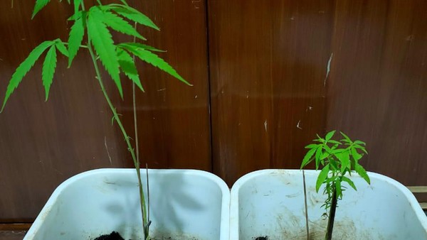 tanam-ganja-di-rumah-seorang-pria-di-pamulang-ditangkap-polisi