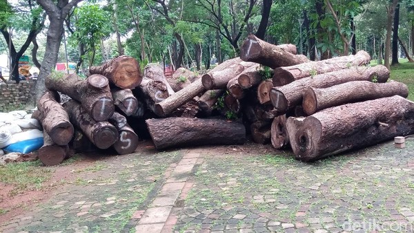 Misteri Mulai Tersingkap! Ini Sebagian Pohon Tebangan Revitalisasi Monas