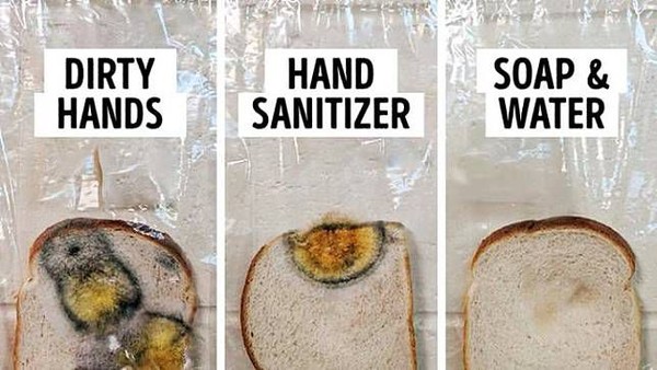 percobaan-roti-berjamur-tunjukkan-kuman-dan-virus-tak-bisa-mati-dengan-hand-sanitizer