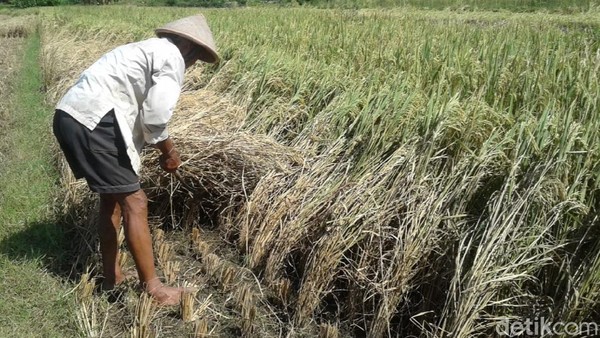 ada-rp-600000-buat-petani-dari-jokowi-minat