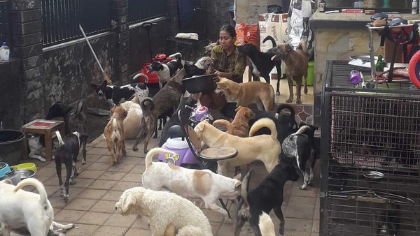 Viral Wanita di Bali Asuh 52 Anjing-Diminta Kurangi Peliharaan Saat Pandemi