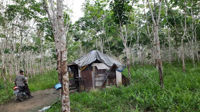 ketahuan-pria-di-kalteng-curi-ribuan-pakaian-dalam-wanita