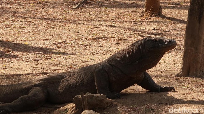 5 Fakta Komodo, Hewan Khas yang Ada di Negara Indonesia