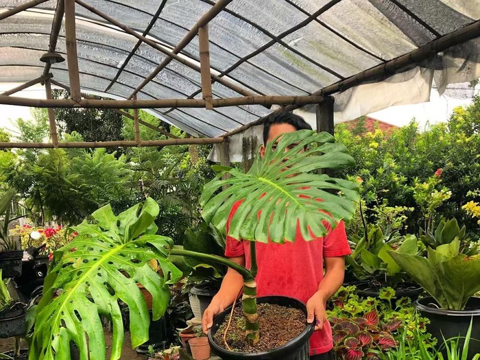 Demam Tanaman! Berikut Deretan Tanaman Termahal di Indonesia!