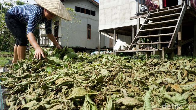 Dilema Kratom Lebih Bahaya dari Kokain tapi Diekspor ke Belanda