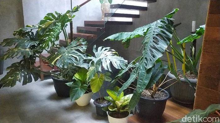 Tanaman Hias Naik Daun, Pecinta Tanaman Tukar Rumah Senilai 500 Juta dengan Tanaman!