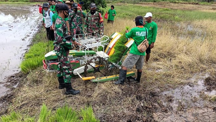 libatkan-petani-di-program-food-estate