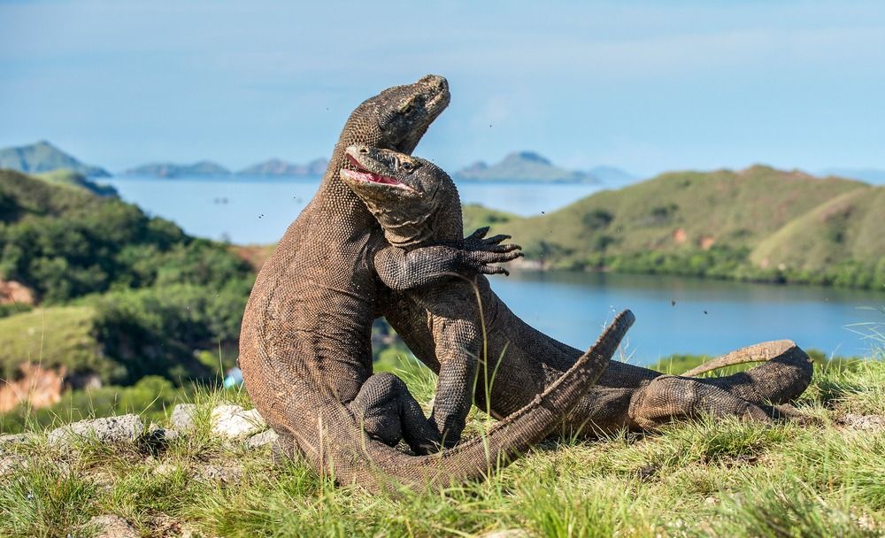 9 Destinasi Unggulan Kala Berkunjung ke Labuan Bajo