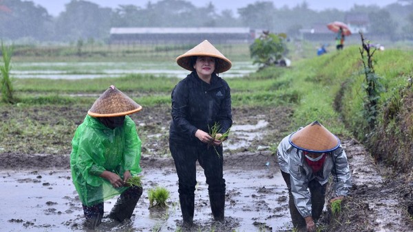 Hasto Sebut Puan Menyatu dengan Rakyat Hujan-hujanan Tanam Padi