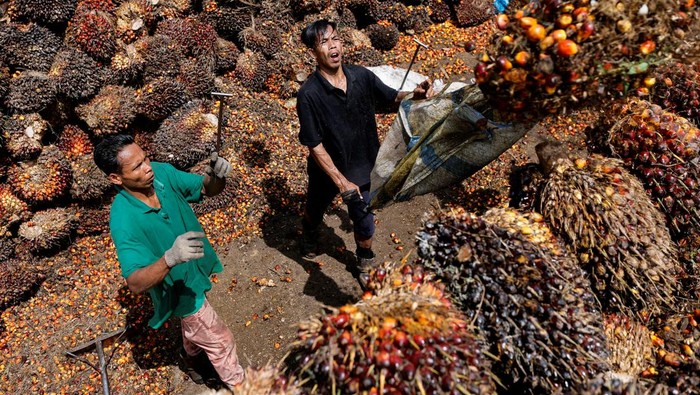 Petani Sawit Se-Indonesia Demo Besar 17 Mei, Jakarta Lokasi Utama