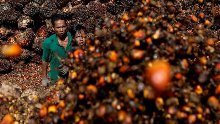 Petani Kirim Surat ke Jokowi, Minta Larangan Ekspor Sawit Dicabut