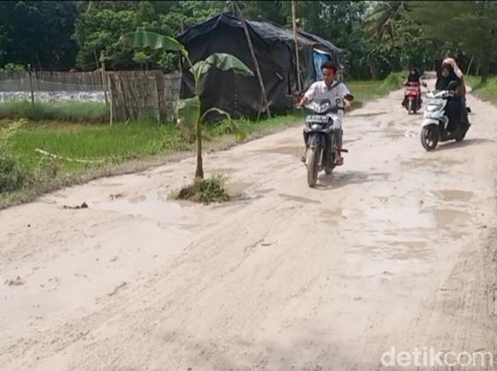 tak-kunjung-diperbaiki-jalan-rusak-sumenep-ditanami-puluhan-pohon-pisang