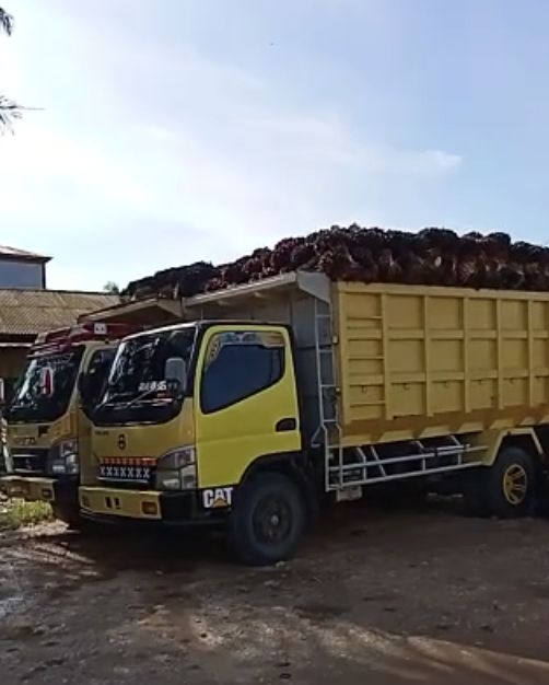 Petani Sawit Teriak, Harga Anjlok & Ratusan Pabrik Buka Tutup
