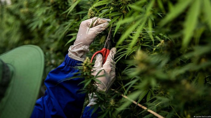 pbb-legalisasi-dan-lockdown-covid-19-tingkatkan-penggunaan-ganja