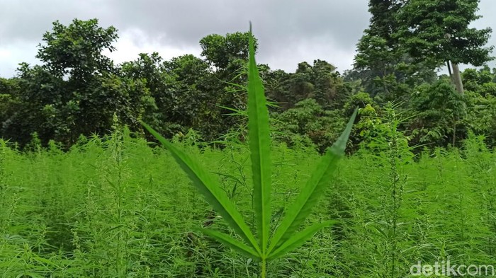 Legalisasi Ganja di Aceh, DPR Aceh Ajak BNN Pikir Dampak Positif