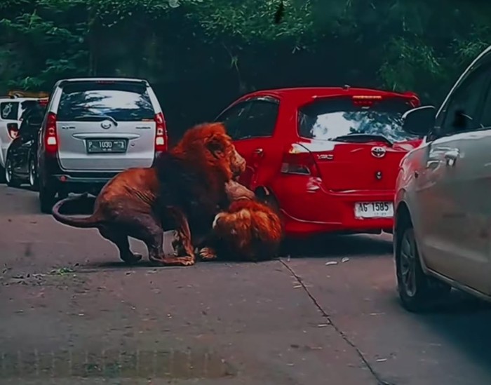 Pemilik Yaris dan Singa yang Seruduk Mobilnya Sepakat Damai, Pakai Cara Kekeluargaan