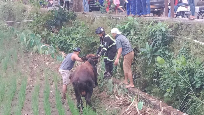 Saat Petugas Damkar Kuningan Berjibaku Evakuasi Sapi