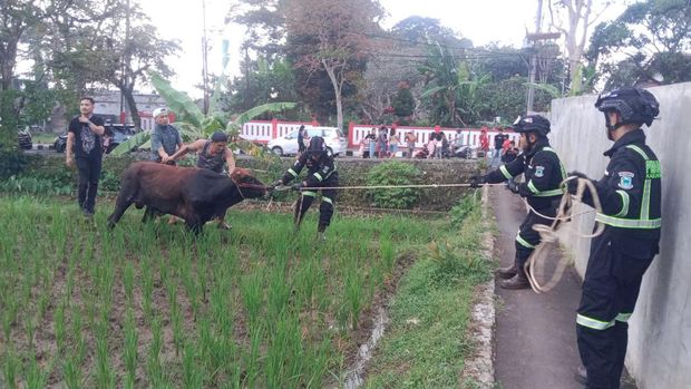 Saat Petugas Damkar Kuningan Berjibaku Evakuasi Sapi