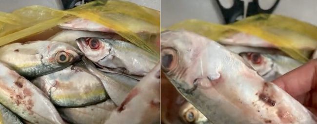 Ironi Ikan Busuk dari Kepala: Firli Tersangka, 93 Pegawai KPK Terlibat Pungli