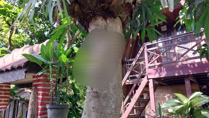 Terungkap! Ini Motif Pria di Malang Paku Kucing di Pohon hingga Mati