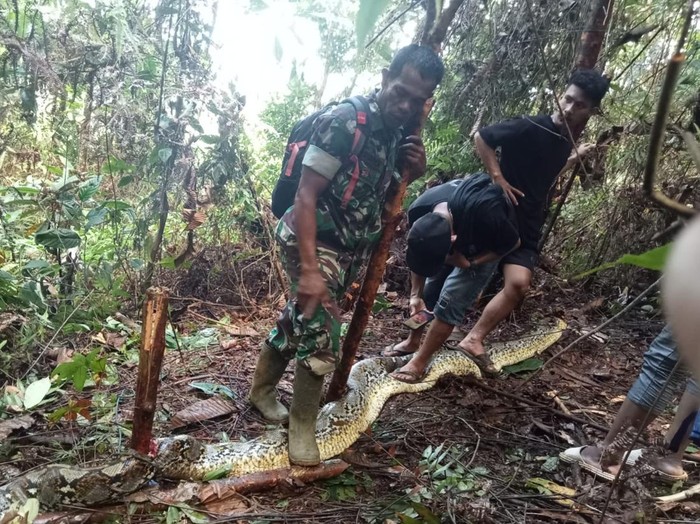 Pagi Mencekam Siriati Tewas Ditelan Ular Piton 8 Meter di Luwu
